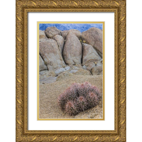 CA, Alabama Hills Barrel cactus and boulders Gold Ornate Wood Framed Art Print with Double Matting by Paulson, Don