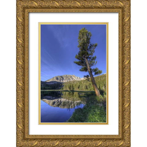 California, Sierra Nevada Grass Lake reflection Gold Ornate Wood Framed Art Print with Double Matting by Flaherty, Dennis