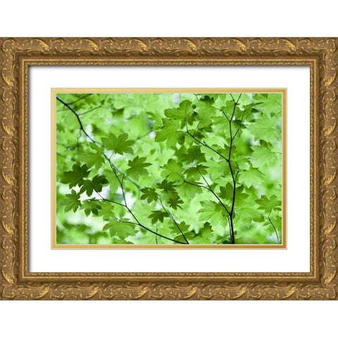 CA, Redwoods Spring canopy of vine maple leaves Gold Ornate Wood Framed Art Print with Double Matting by Carter, Jean