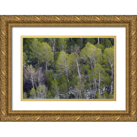 CA, Sierra Nevada Range Aspens in early spring Gold Ornate Wood Framed Art Print with Double Matting by Flaherty, Dennis