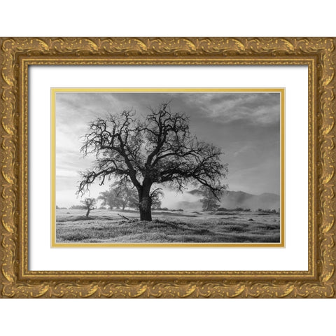 California-Los Padres National Forest Oak tree on foggy morning  Gold Ornate Wood Framed Art Print with Double Matting by Jaynes Gallery