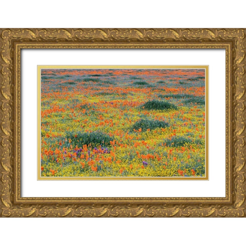 California-Mojave Desert California poppy super bloom  Gold Ornate Wood Framed Art Print with Double Matting by Jaynes Gallery