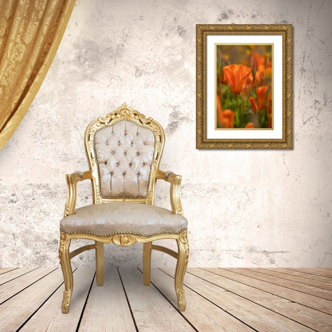 California Close-up of California poppy  Gold Ornate Wood Framed Art Print with Double Matting by Jaynes Gallery