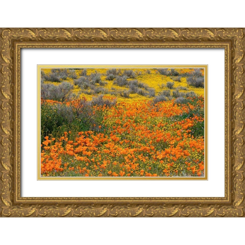 California-Mojave Desert California poppy super bloom  Gold Ornate Wood Framed Art Print with Double Matting by Jaynes Gallery