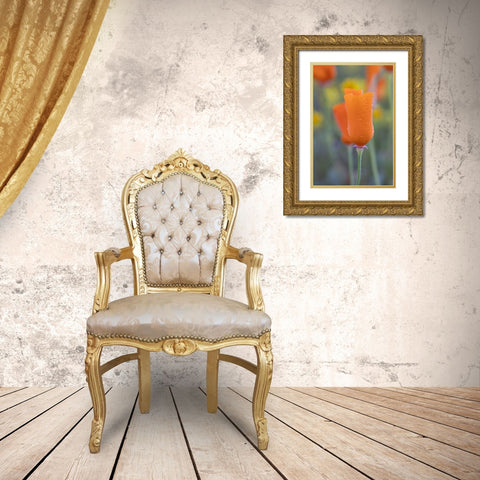 California Close-up of California poppy  Gold Ornate Wood Framed Art Print with Double Matting by Jaynes Gallery