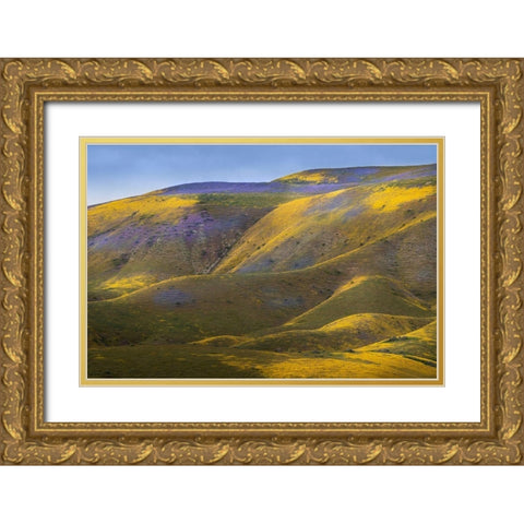 California-Carrizo Plain National Monument Patches of lacy phacelia and yellow hillside daisy Gold Ornate Wood Framed Art Print with Double Matting by Jaynes Gallery