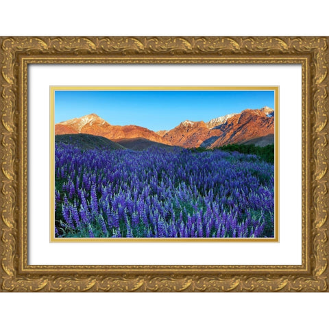 California-Sierra Nevada Range Blooming Inyo bush lupine in valley Gold Ornate Wood Framed Art Print with Double Matting by Jaynes Gallery
