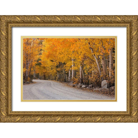 California-Sierra Nevada Range Mountain road in forest Gold Ornate Wood Framed Art Print with Double Matting by Jaynes Gallery