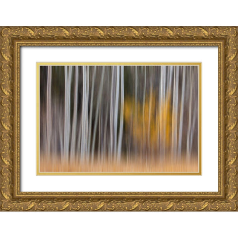 California-Sierra Nevada Range Abstract of aspen trees Gold Ornate Wood Framed Art Print with Double Matting by Jaynes Gallery