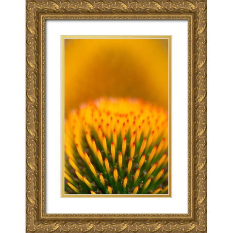 California Detail of purple coneflower stigmas Gold Ornate Wood Framed Art Print with Double Matting by Jaynes Gallery