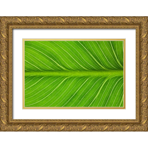 California Vein patterns in green leaf Gold Ornate Wood Framed Art Print with Double Matting by Jaynes Gallery