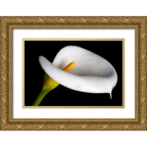 California Calla lily close-up Gold Ornate Wood Framed Art Print with Double Matting by Jaynes Gallery