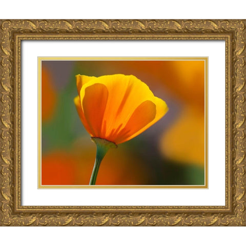 California Close-up of poppy flower Gold Ornate Wood Framed Art Print with Double Matting by Jaynes Gallery