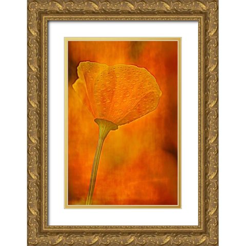 California California poppy close-up Gold Ornate Wood Framed Art Print with Double Matting by Jaynes Gallery