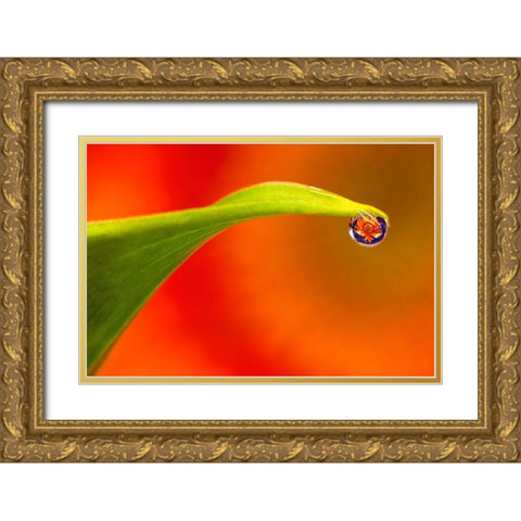 California Flower reflects in water droplet Gold Ornate Wood Framed Art Print with Double Matting by Jaynes Gallery