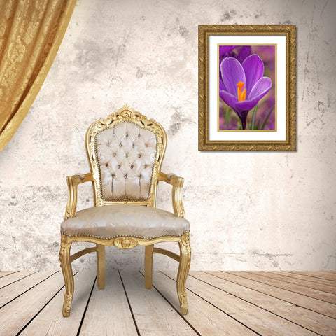 California Crocus flower Gold Ornate Wood Framed Art Print with Double Matting by Jaynes Gallery