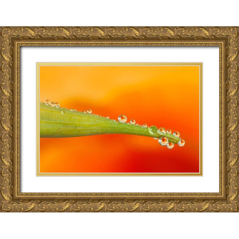 California Water droplets reflect flower on poppy leaf Gold Ornate Wood Framed Art Print with Double Matting by Jaynes Gallery