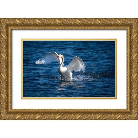 Usa-California A mute swan flaps its huge wings during courting behavior on a California pond Gold Ornate Wood Framed Art Print with Double Matting by Sederquist, Betty