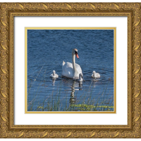 Usa-California A mute swan tends to her cygnets on a California pond Gold Ornate Wood Framed Art Print with Double Matting by Sederquist, Betty