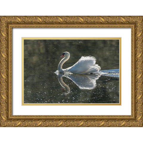 Usa-California A mute swan fans its wings during courtship behavior Gold Ornate Wood Framed Art Print with Double Matting by Sederquist, Betty