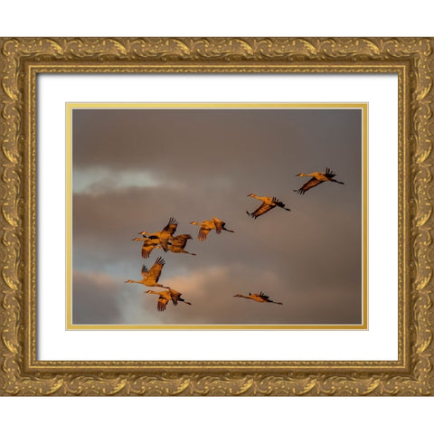 Usa-California A flock of sandhill cranes flies at sunset-near Lodi-California Gold Ornate Wood Framed Art Print with Double Matting by Sederquist, Betty