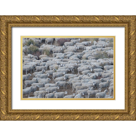Usa-California Shepherds guide huge herds of sheep in the high Sierras near Bodie Gold Ornate Wood Framed Art Print with Double Matting by Sederquist, Betty