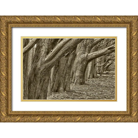 Usa-California Huge cypress trees grow in a line near a Point Reyes road Gold Ornate Wood Framed Art Print with Double Matting by Sederquist, Betty