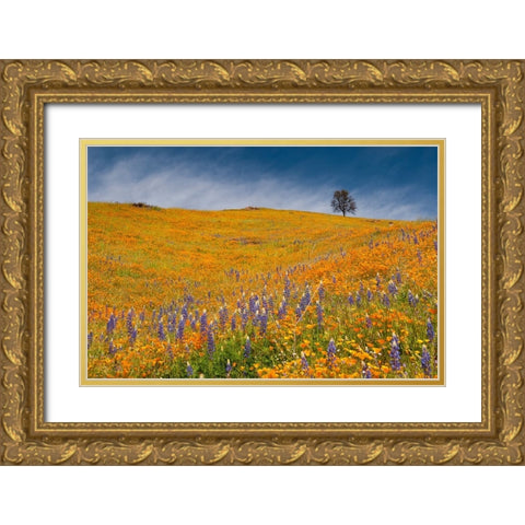 Usa-California A field of poppies and lupines turns a mountainside yellow and blue in spring Gold Ornate Wood Framed Art Print with Double Matting by Sederquist, Betty