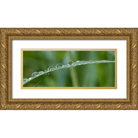 Usa-California Raindrops crowd this grass blade in Lotus-California Gold Ornate Wood Framed Art Print with Double Matting by Sederquist, Betty