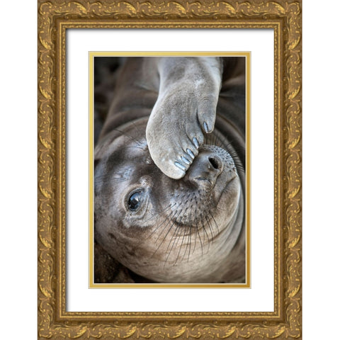 Usa-California A curious elephant seal pup goes eye to the eye with the photographer Gold Ornate Wood Framed Art Print with Double Matting by Sederquist, Betty