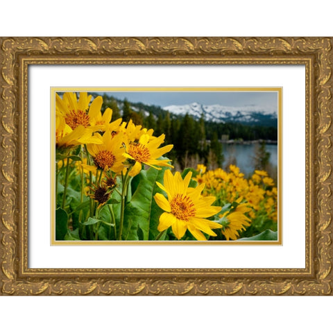 Summer-mule ear flowers flourish along the edges of Caples Lake in the Carson Pass area Gold Ornate Wood Framed Art Print with Double Matting by Sederquist, Betty