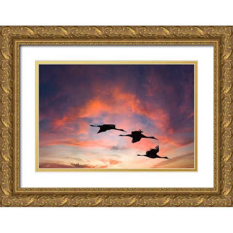 Trio of sandhill cranes settling in for the night. Gold Ornate Wood Framed Art Print with Double Matting by Sederquist, Betty