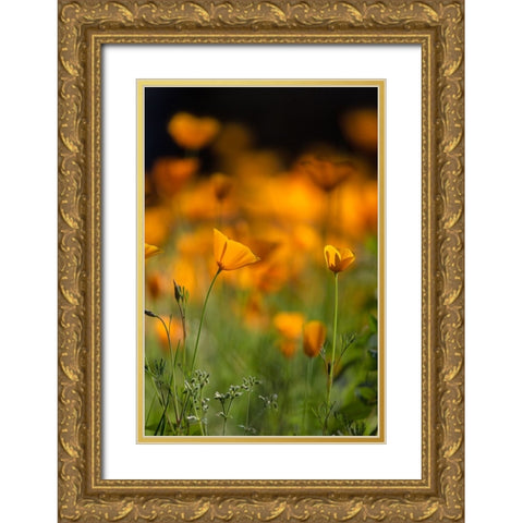 California poppies Gold Ornate Wood Framed Art Print with Double Matting by Sederquist, Betty