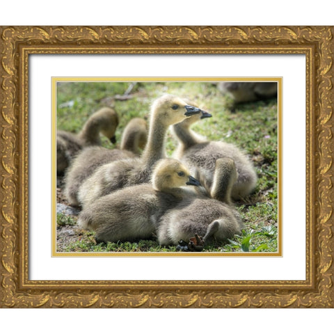 Canada geese goslings huddling together. Gold Ornate Wood Framed Art Print with Double Matting by Sederquist, Betty