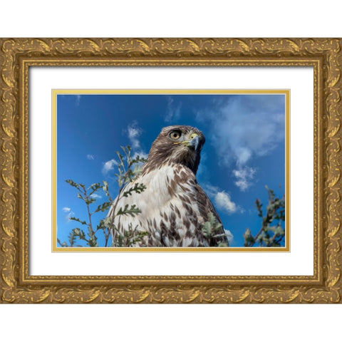 Closeup of red tailed hawk. Gold Ornate Wood Framed Art Print with Double Matting by Sederquist, Betty