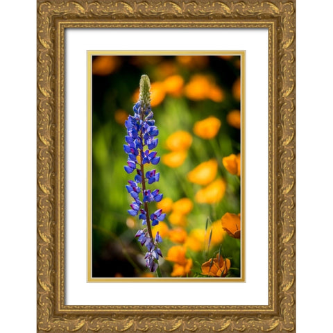 Lupines and poppies are two common wildflower that grow together. Gold Ornate Wood Framed Art Print with Double Matting by Sederquist, Betty