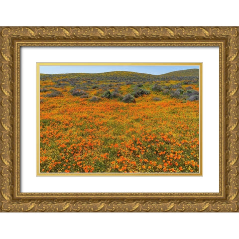 California A carpet of California poppies blooms amidst other wildflowers in the Lancaster Valley Gold Ornate Wood Framed Art Print with Double Matting by Tharp, Brenda