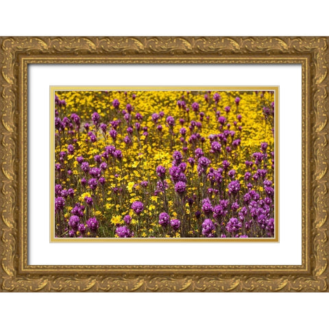 California Owls clover and a variety of yellow flowers fill a meadow in Carrizo Plain NM Gold Ornate Wood Framed Art Print with Double Matting by Tharp, Brenda