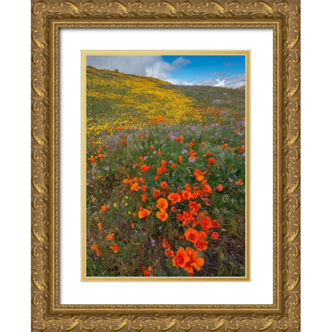 Orange Poppies-Goldfields and Filaree are protected from Wind near Lancaster and Antelope Valley Gold Ornate Wood Framed Art Print with Double Matting by Garber, Howie
