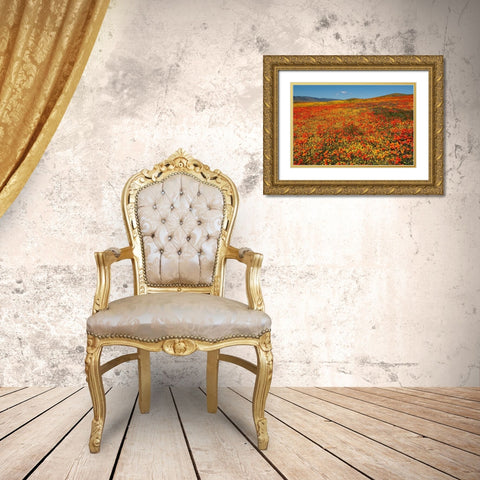 Hillside filled with Goldfields and California poppies near Lancaster and Antelope Valley Gold Ornate Wood Framed Art Print with Double Matting by Garber, Howie