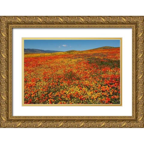 Hillside filled with Goldfields and California poppies near Lancaster and Antelope Valley Gold Ornate Wood Framed Art Print with Double Matting by Garber, Howie