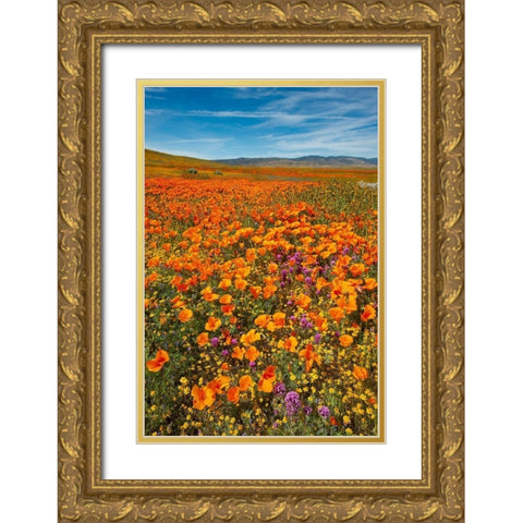 California-Owls Clover-Goldfields and California poppies on hillside near Lancaster-California Gold Ornate Wood Framed Art Print with Double Matting by Garber, Howie