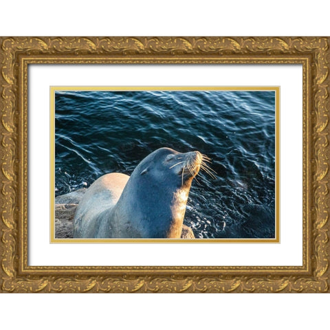 California-Monterey-Beachwater Cove Beach and Marina-Harbor Seal Sunning Gold Ornate Wood Framed Art Print with Double Matting by Looney, Hollice