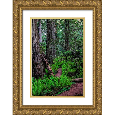 California-Crescent City-Damnation Creek Trail Gold Ornate Wood Framed Art Print with Double Matting by Restuccia, Joe III