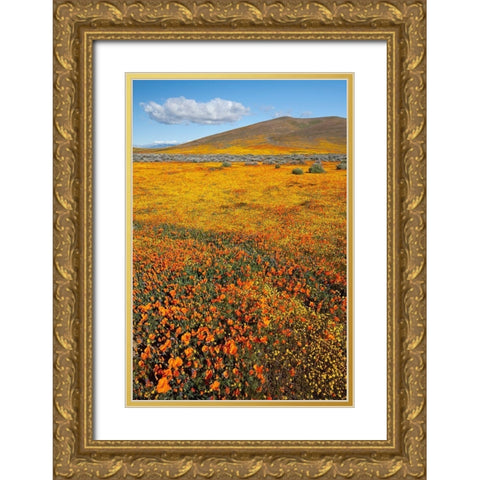 California Fields of California Poppy-Goldfields with clouds-Antelope Valley Gold Ornate Wood Framed Art Print with Double Matting by Zimmerman, Judith