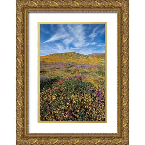 California Fields of California Poppy-Goldfields-Owls Clover with clouds-Antelope Valley Gold Ornate Wood Framed Art Print with Double Matting by Zimmerman, Judith