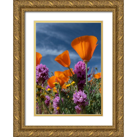California California Poppy-Goldfields-Owls Clover against the sky-Antelope Valley Gold Ornate Wood Framed Art Print with Double Matting by Zimmerman, Judith