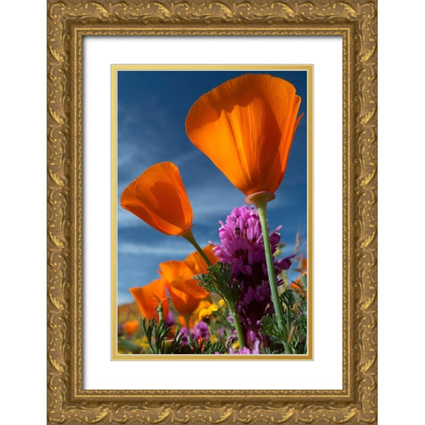 California California Poppy-Goldfields-and Owls Clover-Antelope Valley California Poppy Reserve Gold Ornate Wood Framed Art Print with Double Matting by Zimmerman, Judith