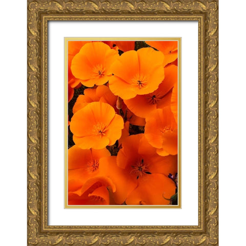 California California Poppy detail-Antelope Valley Gold Ornate Wood Framed Art Print with Double Matting by Zimmerman, Judith