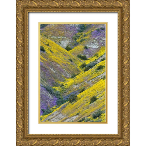 California Common Hillside Daisy and phacelia-Carrizo Plain National Monument Gold Ornate Wood Framed Art Print with Double Matting by Zimmerman, Judith